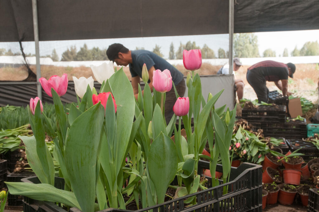 Ofrecen innovaciones vegetales mayor sustentabilidad 