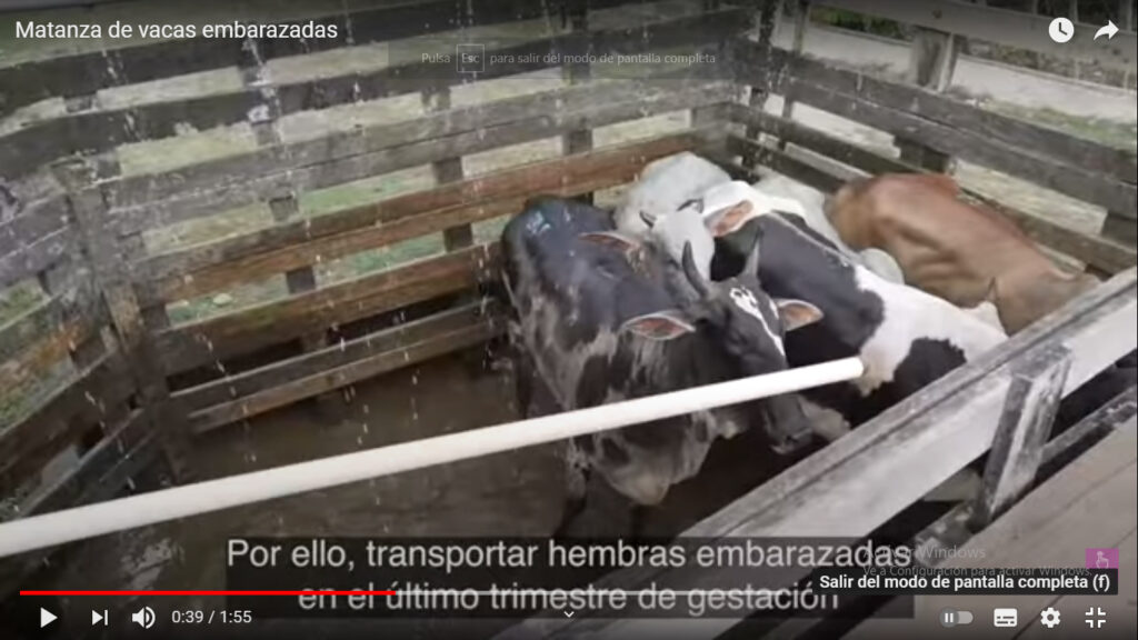 Práctica cruel de matar a vacas embarazadas en Brasil