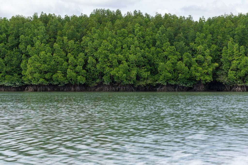 Qué es el “carbono azul” y por qué es clave para el clima