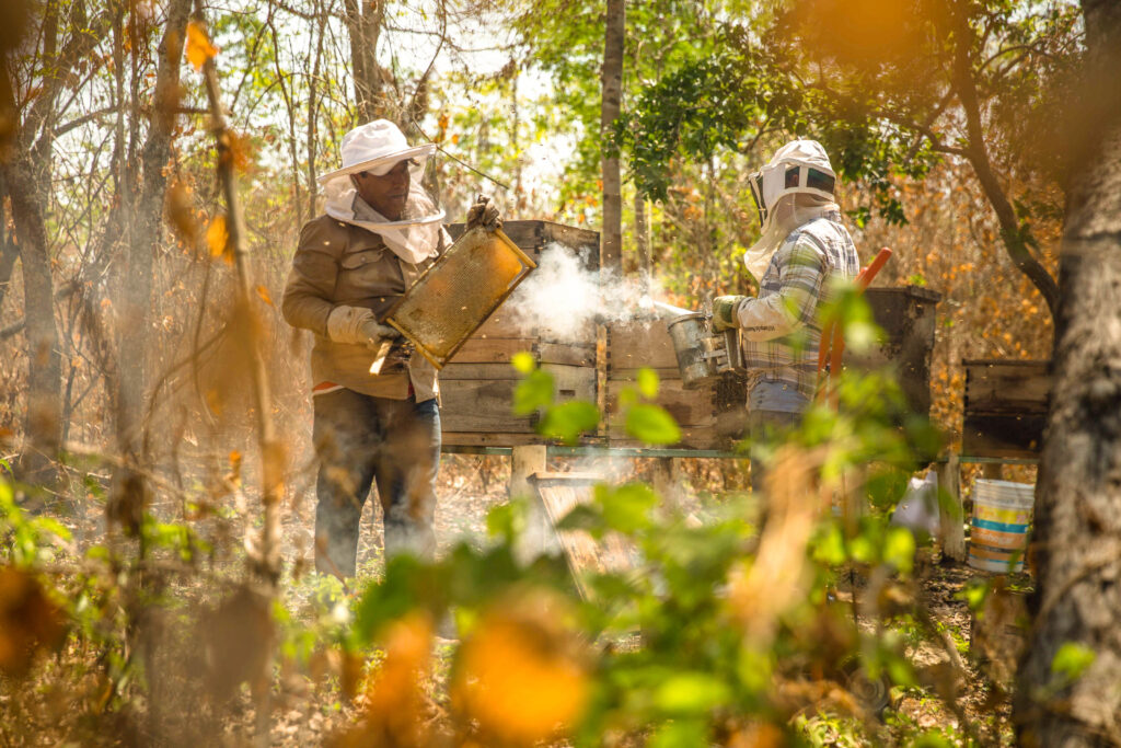 Crecerá 22.4 por ciento la producción de miel 