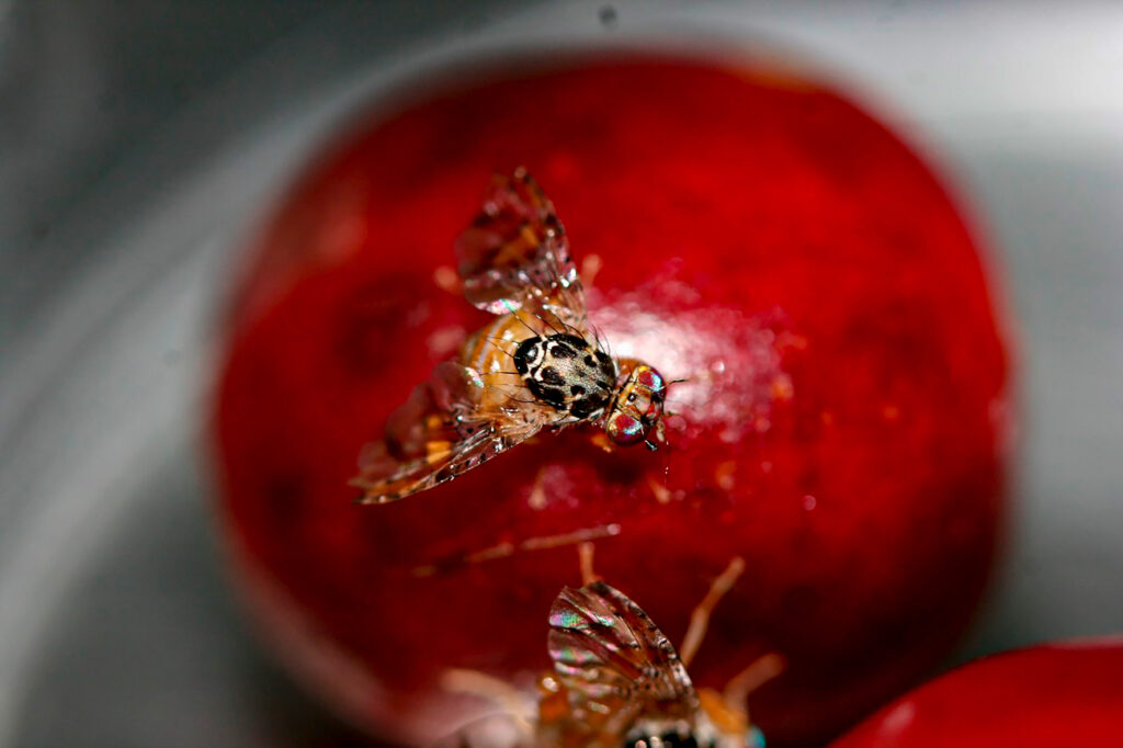 Protegen hectáreas de cultivos hortofrutícolas de mosca