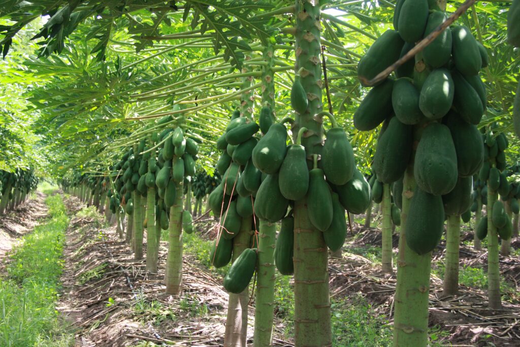 México: principal exportador de papaya en el mundo