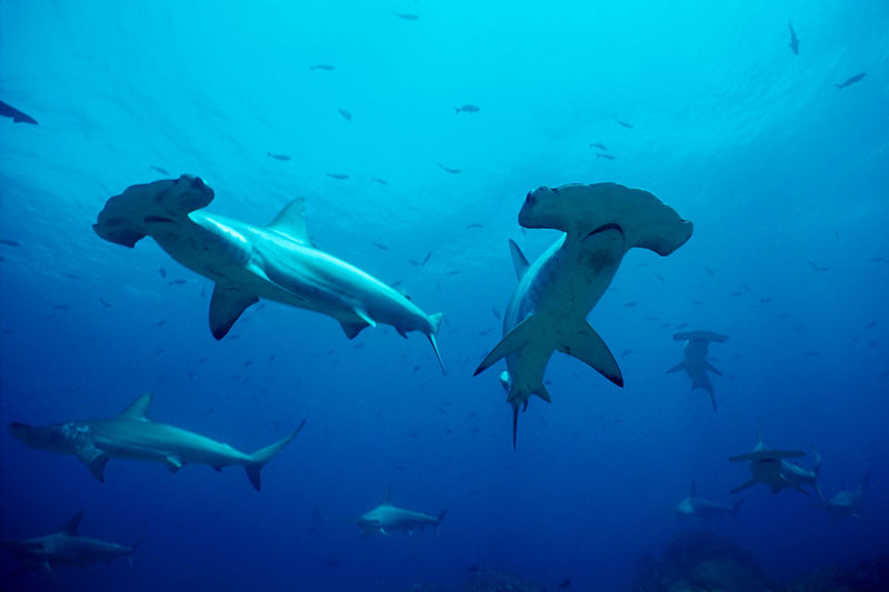 Urgen recuperar poblaciones de tiburones y rayas 