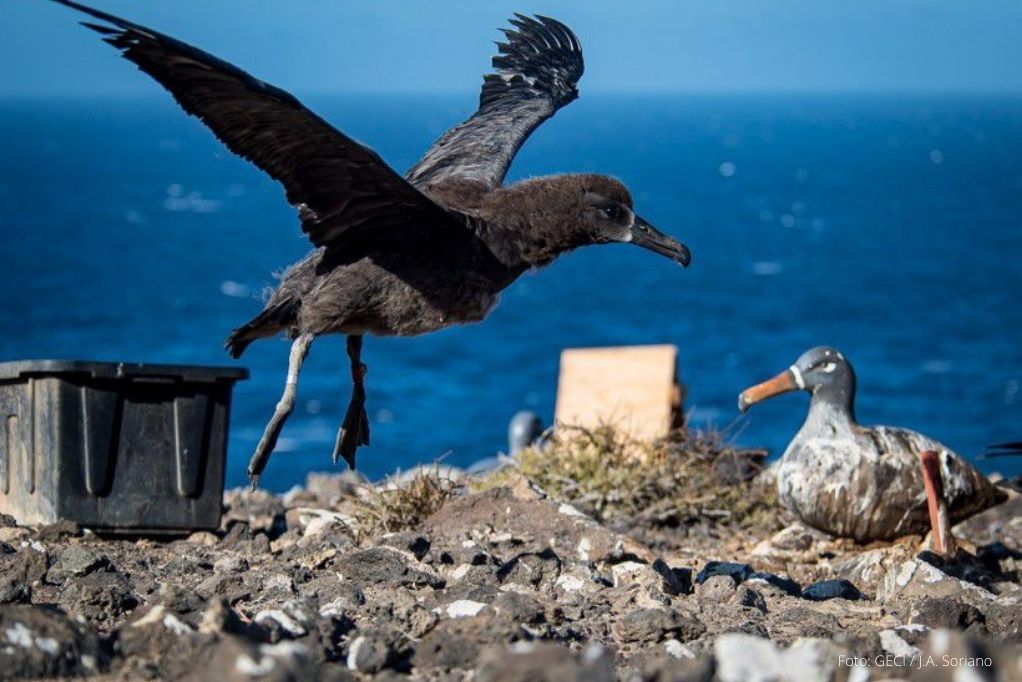 Vuela primer albatros de patas negras en Isla Guadalupe  