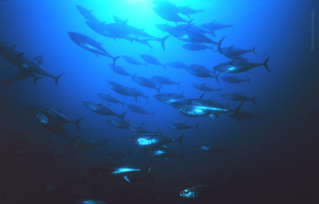 Establecen volumen de captura para atún aleta azul 