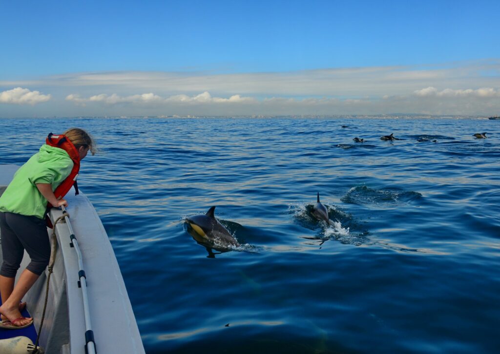 Algoa Bay es declarado Sitio para protección de ballenas