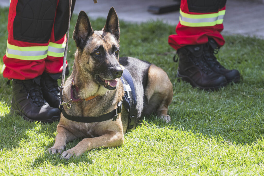 Certifican a binomios de unidad canina de rescate  UNAM
