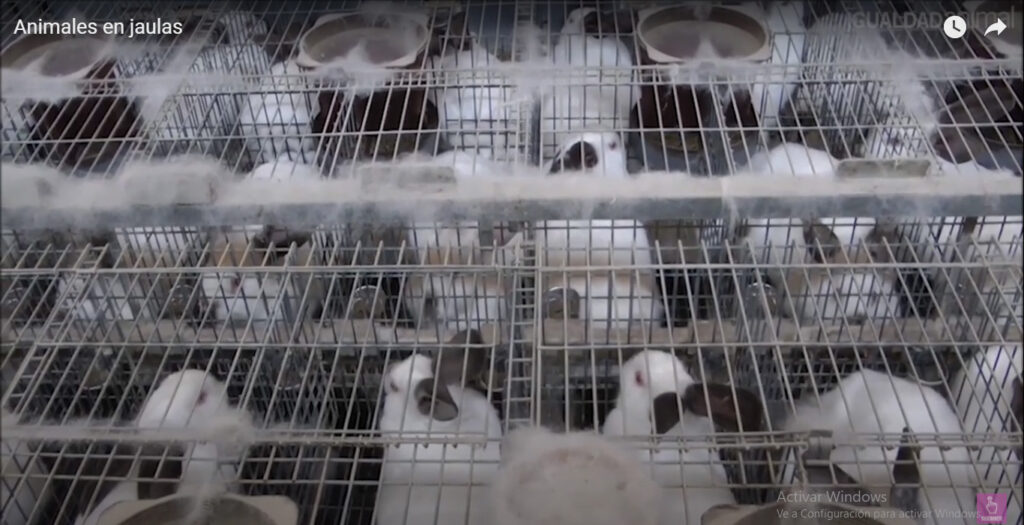 Europa prohibirá el uso de jaulas para la cría de animales