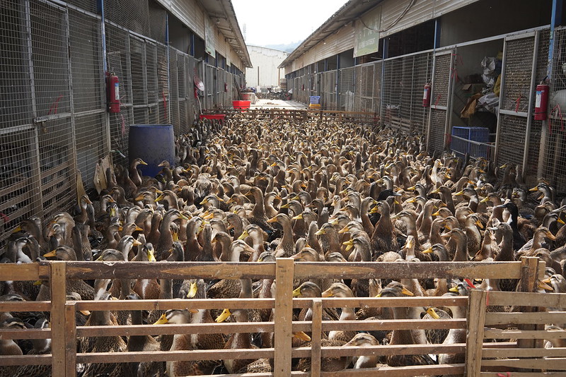 Entregan firmas para prohibir venta de animales vivos Prensa Animal