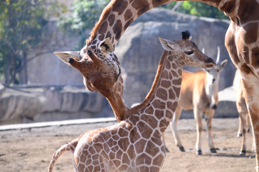 Nace bebé jirafa en Zoológico de San Juan de Aragón