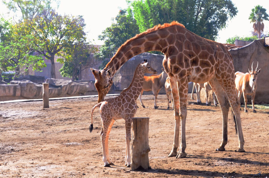 Nace bebé jirafa en Zoológico de San Juan de Aragón