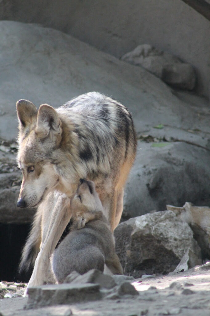 Nace camada de lobos mexicanos en Chapultepec 