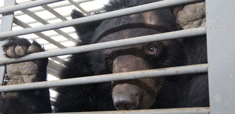 Animals Asia rescató del cautiverio a 101 osos en China