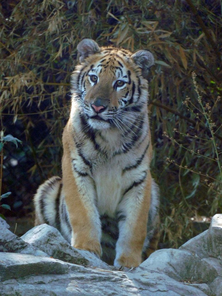 Fallece hembra de tigre rescatada de tráfico ilegal