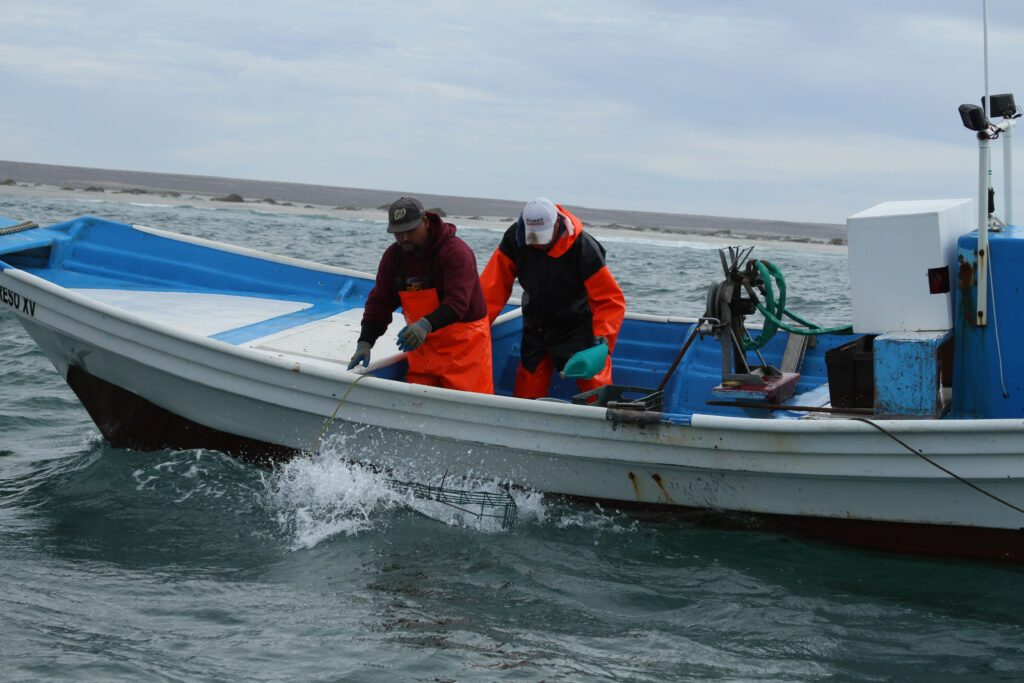 Anuncian fin de veda de diversas especies 