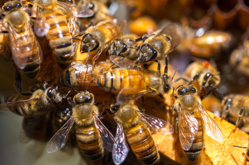 Lanzan campaña nacional para proteger abejas 