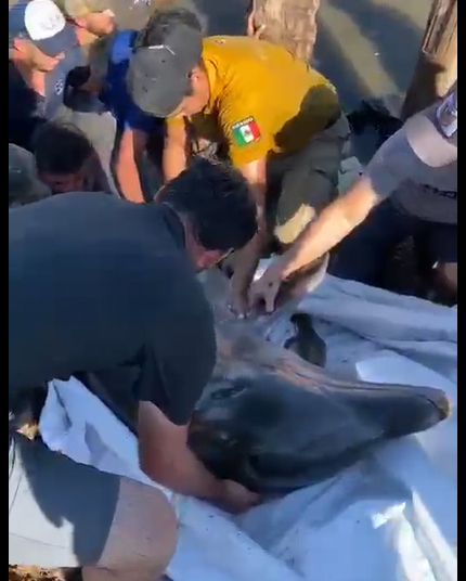 Rescatan a segundo delfín atrapado en dren de riego 