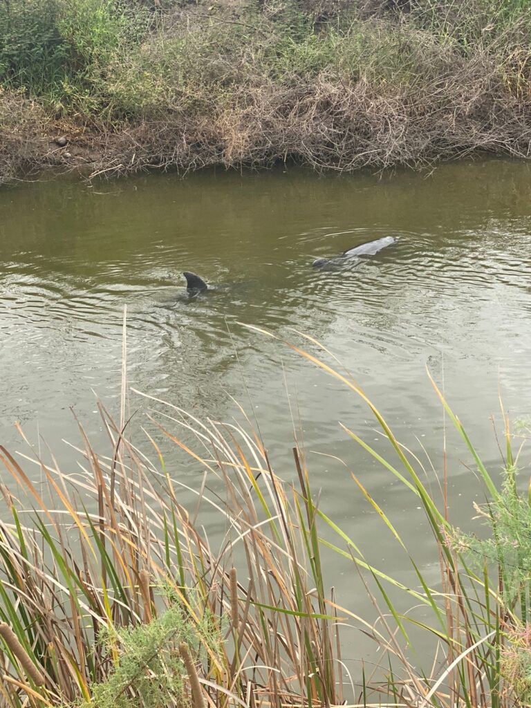 Rescatan a delfines atrapados en un dren de riego 
