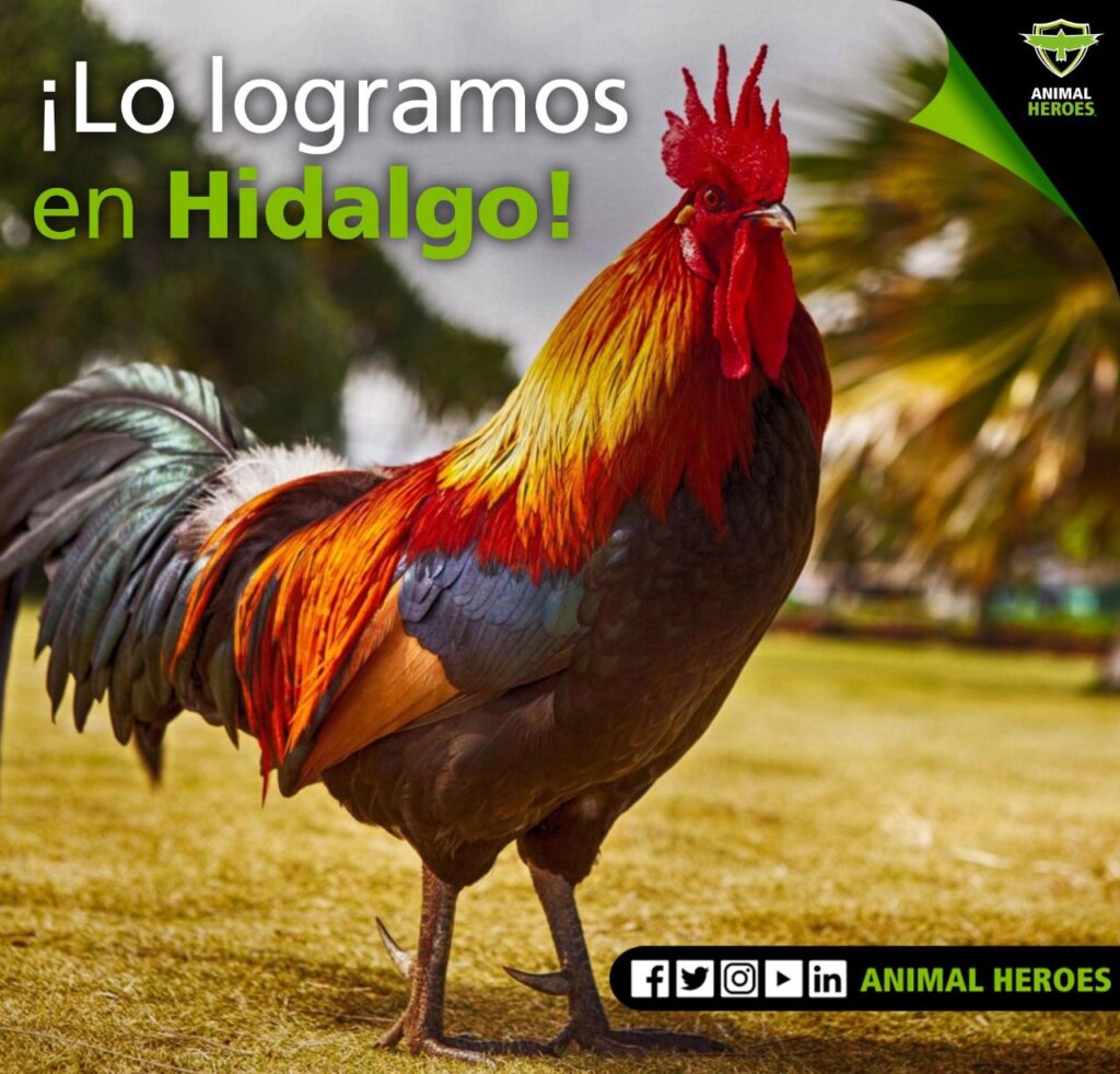 Celebran que gobierno de Hidalgo proteja animales