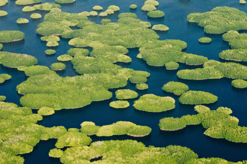 WWF y Bezos Earth Fund protegerán manglares 