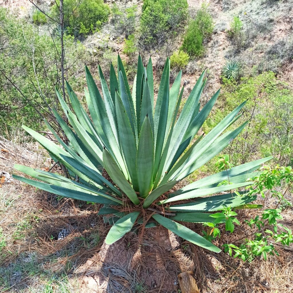 Estudian aportación de murciélagos al sector mezcalero