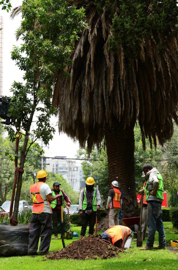 Sustituyen palmeras muertas en avenida de las Palmas   