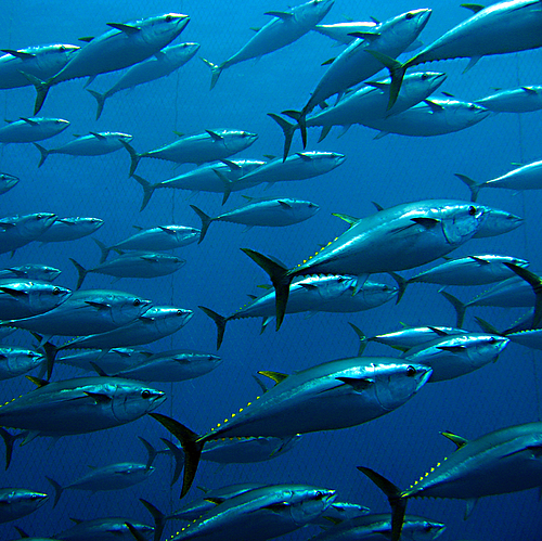Dejar de comer peces: un paso para salvar los océanos