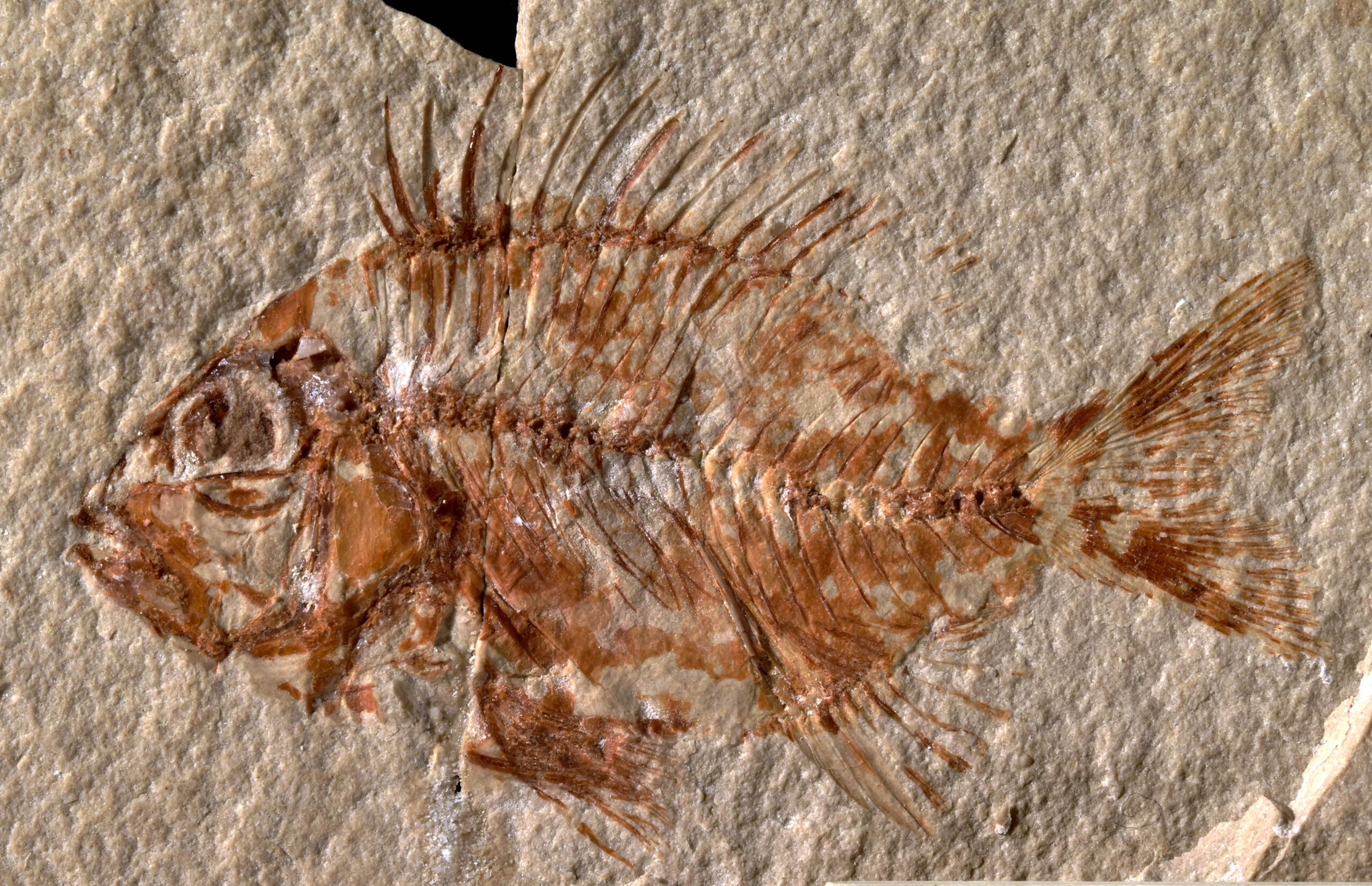 Nueva especie de pez que vivió hace 95 millones de años - Prensa Animal