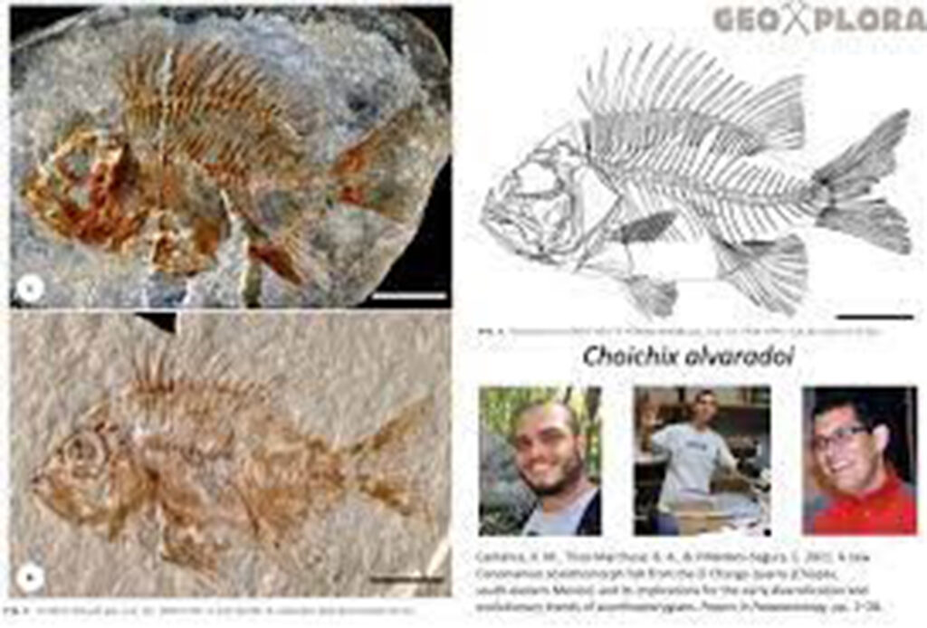 Nueva especie de pez que vivió hace 95 millones de años