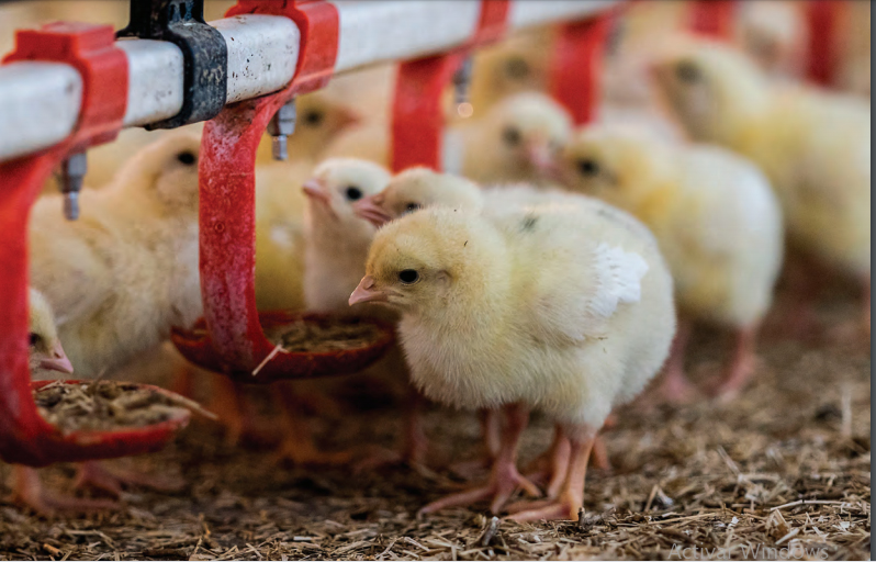 Ranking de empresas sobre bienestar de pollos 2021