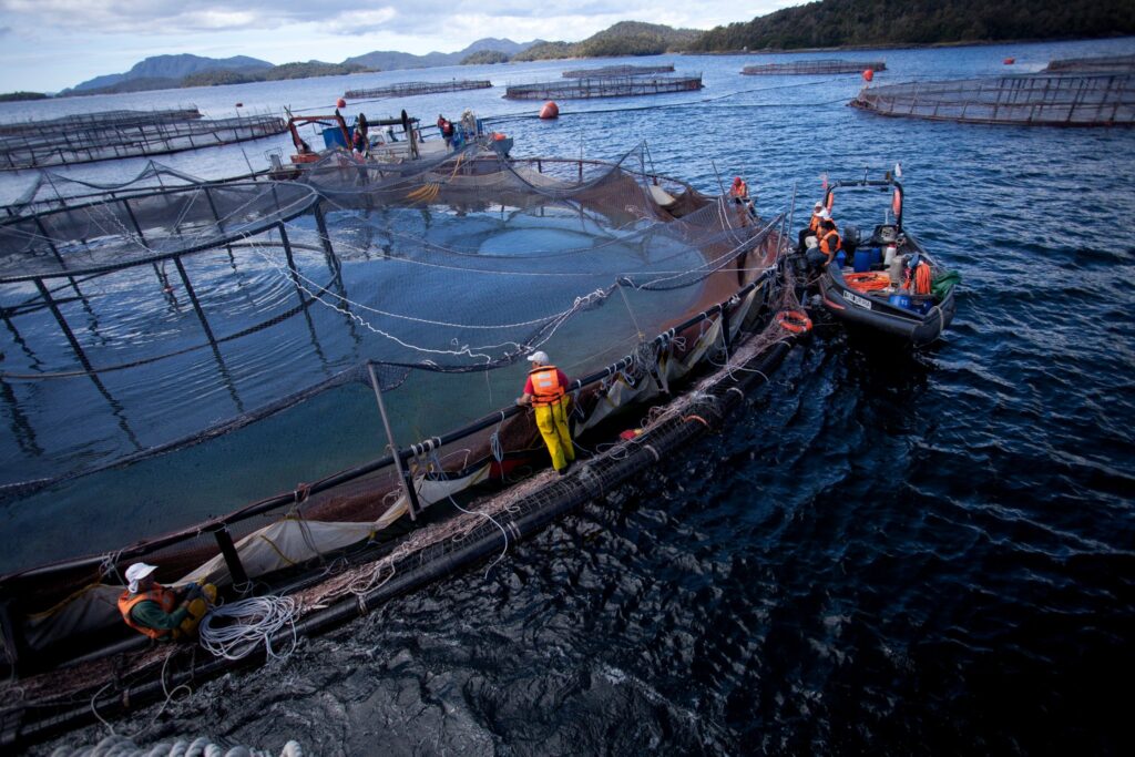 Argentina primer país en prohibir cría de salmones