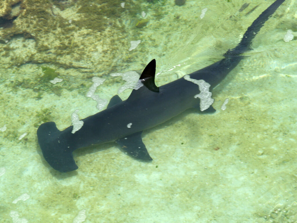 Vértebras de tiburón martillo revelan sus viajes
