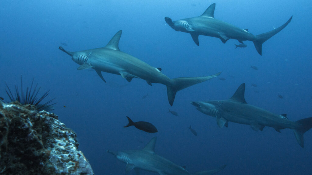 Vértebras de tiburón martillo revelan sus viajes