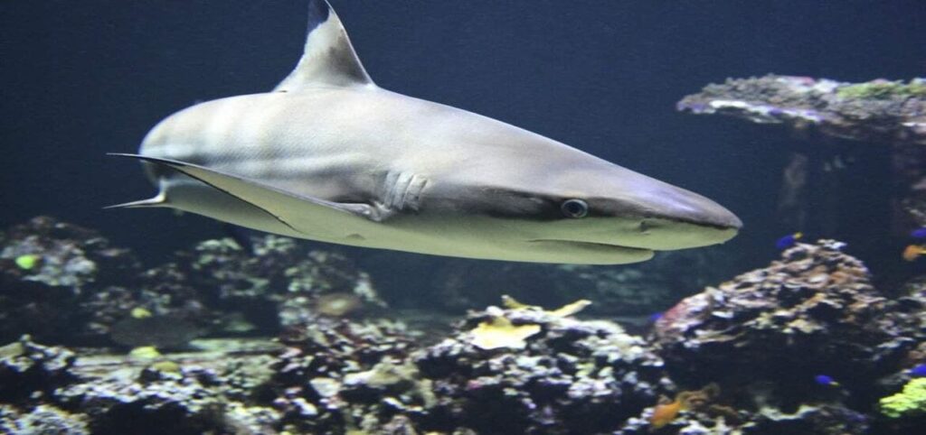 Tiburones son sacrificados  en un ‘paraíso tropical’