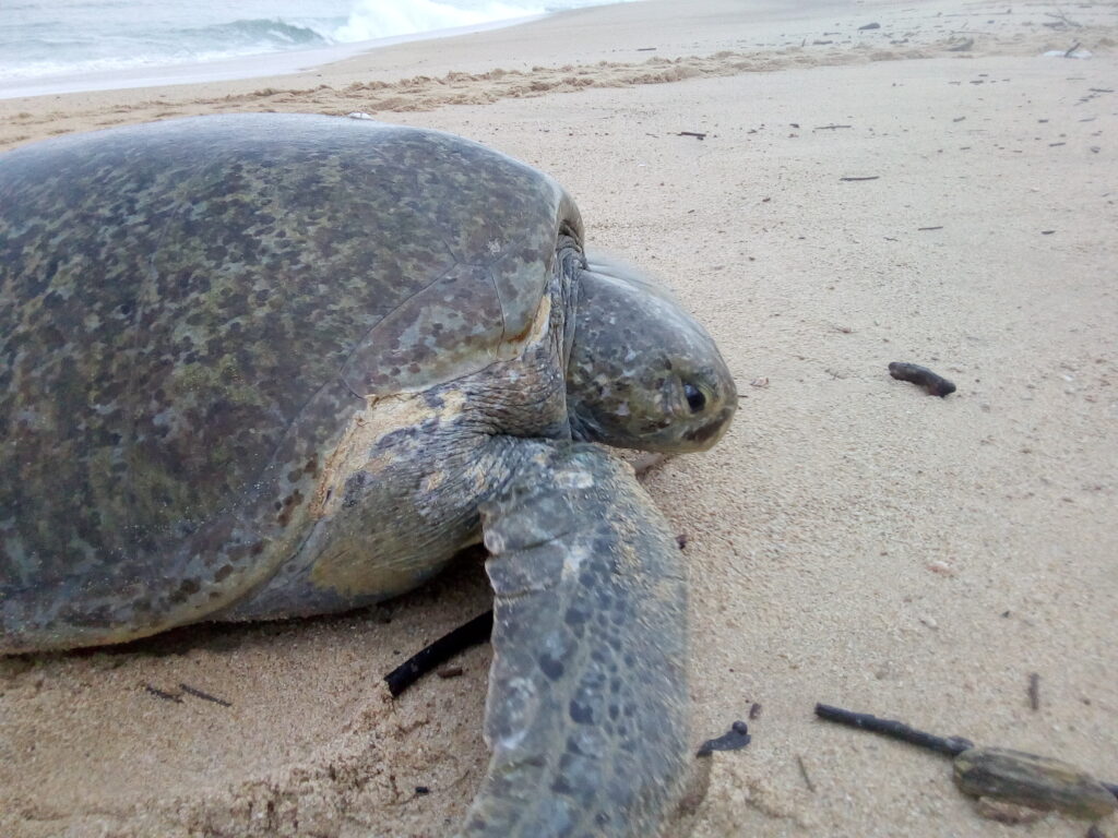 Atienden autoridades el varamiento de tortugas marinas 