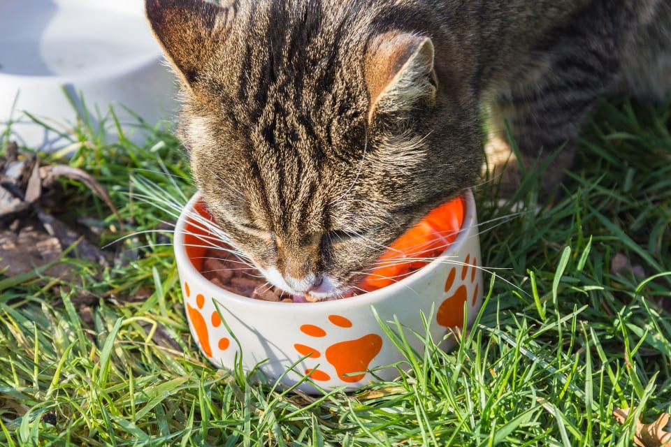 ¿Tu gato es melindroso? 5 hábitos que debes conocer 