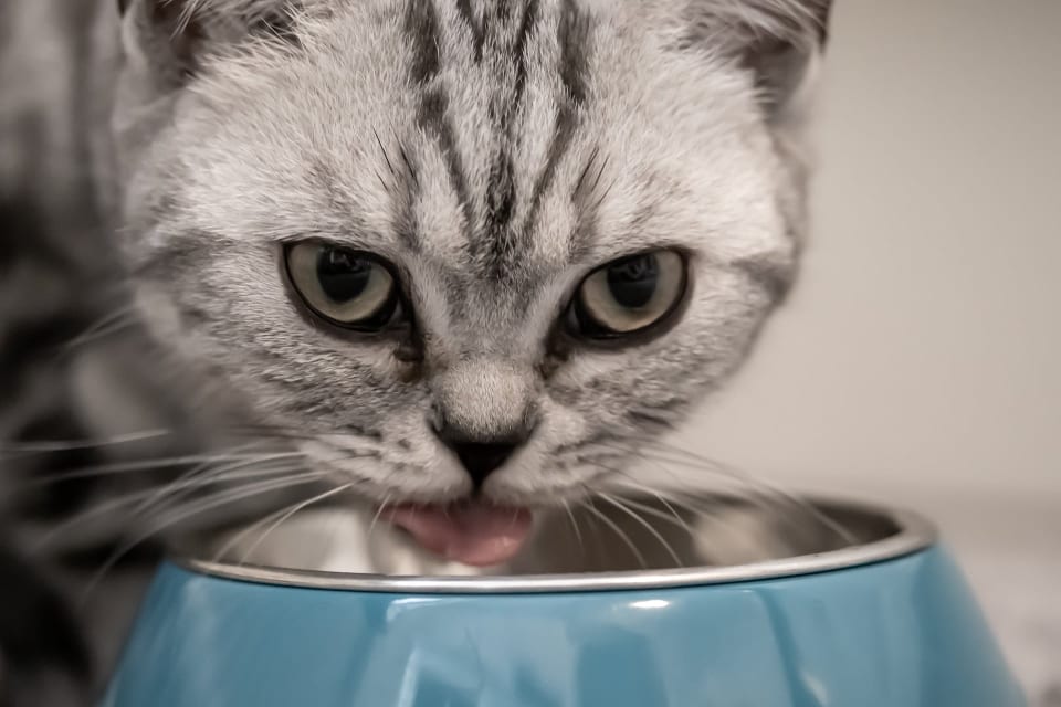 ¿Tu gato es melindroso? 5 hábitos que debes conocer 