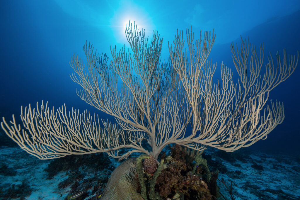 Lanzan expedición científica para proteger los arrecifes 