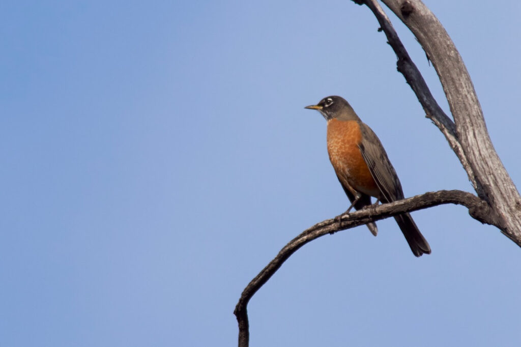 Monitorean aves en Sierra de Guadalupe y La Armella