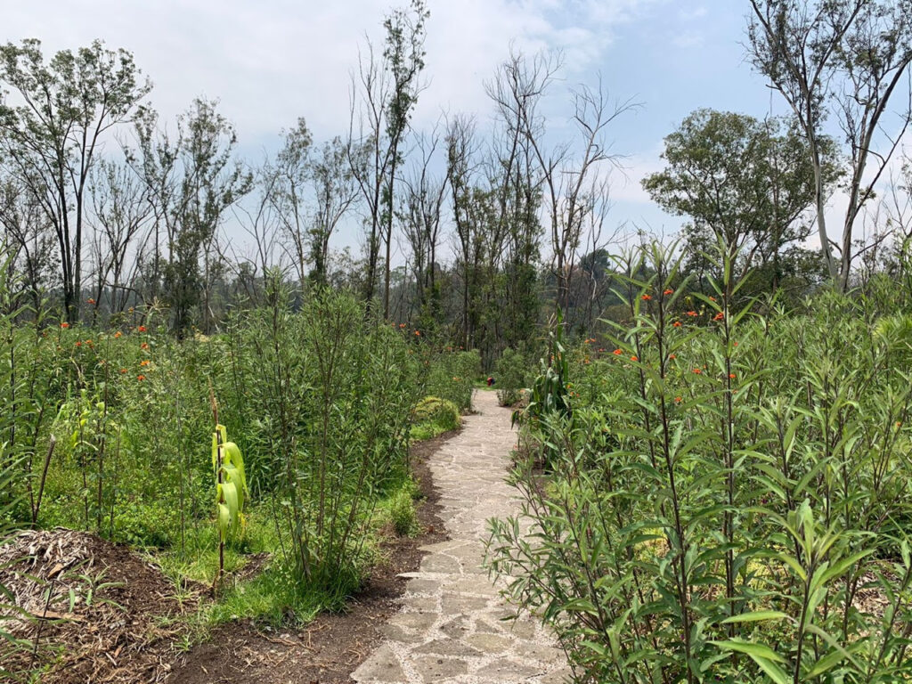 Se plantaron 50 mil árboles en el Bosque de Chapultepec