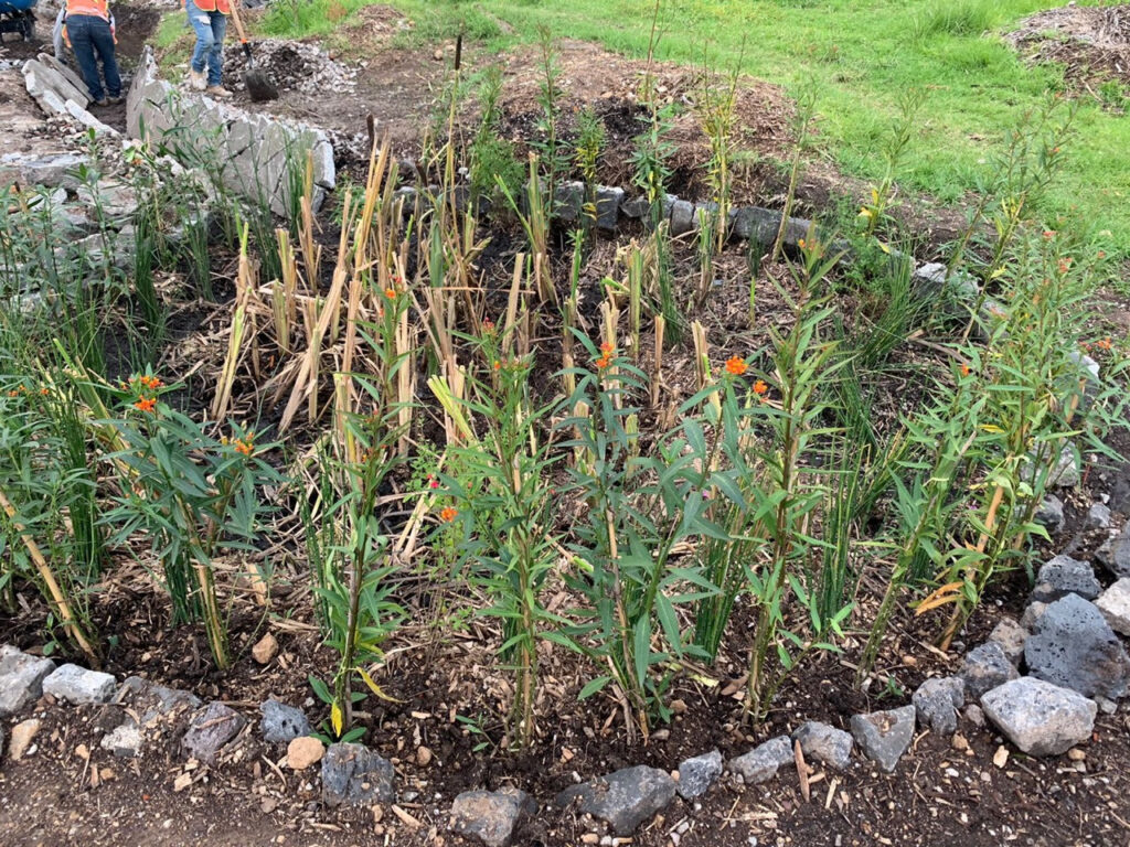 Se plantaron 50 mil árboles en el Bosque de Chapultepec