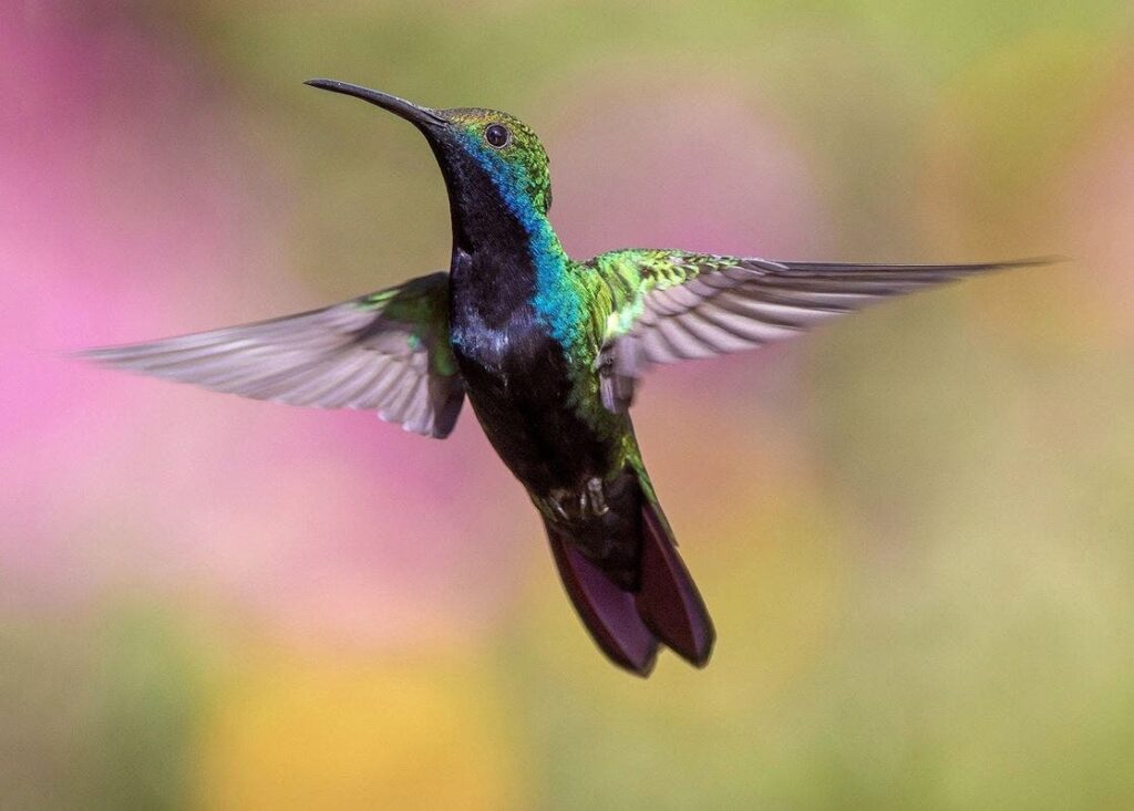Colores de hembras colibríes protegen de machos 