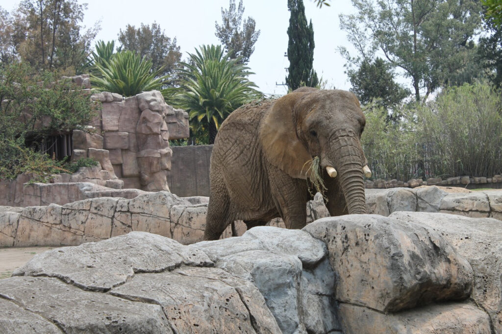 Conmemora Sedema Día Mundial de los Elefantes