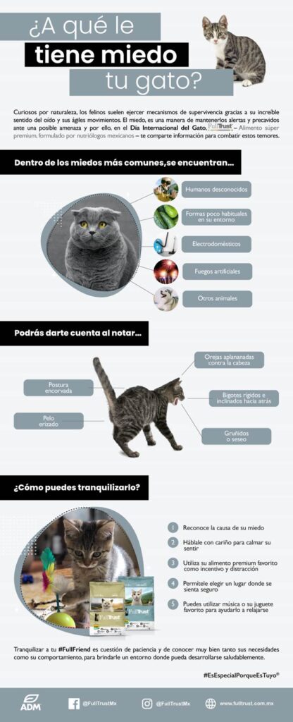 #DíaDelGato/¿A qué le tiene miedo tu gatito? 