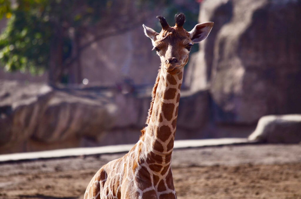 Elige el nombre de la jirafa nacida en Zoológico de Aragón