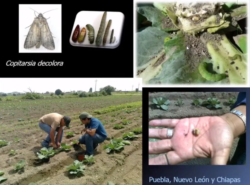 Proponen investigadores  manejo agroecológico de plagas  