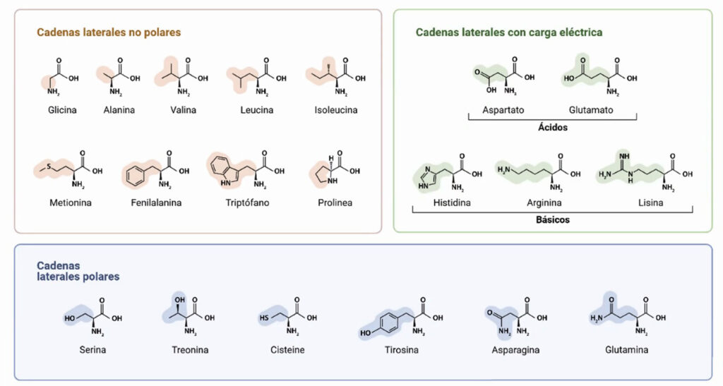 Simulan pliegue de proteínas para curar enfermedades 