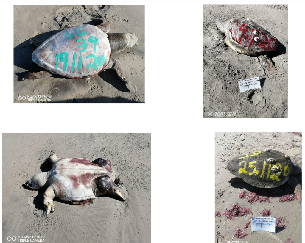 Rehúsa Semarnat disminuir muertes de tortugas caguama
