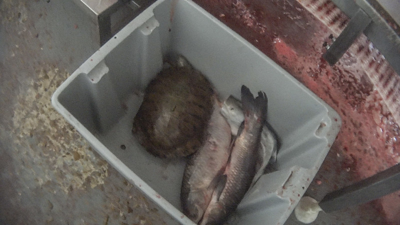 Tortugas y peces son triturados vivos 