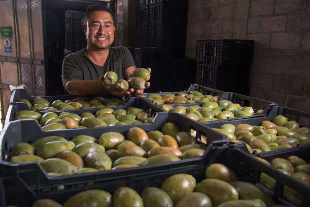 Crece producción de tuna un  fruto para consumir frío